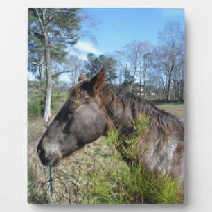 Coco en Cream Colored Horse Fotoplaat