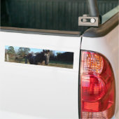 Coco- en crèmebruin paard bumpersticker (Op Truck)