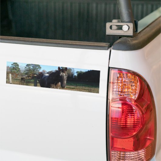 Coco- en crèmebruin paard bumpersticker (Op Truck)