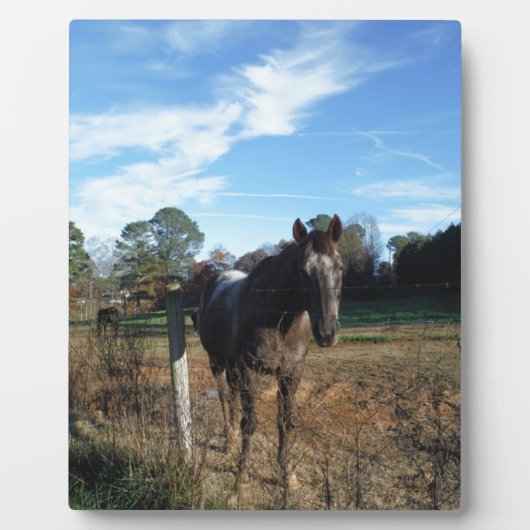 Coco- en crèmebruin paard fotoplaat (Voorkant)