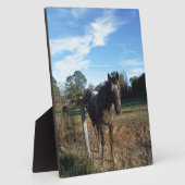 Coco- en crèmebruin paard fotoplaat (Zijkant)