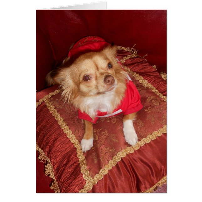 Coco extraordinaire (Devant)