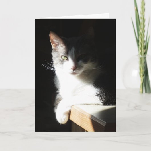 "Coco in het licht I."  Wenskaart Kaart (Voorkant)