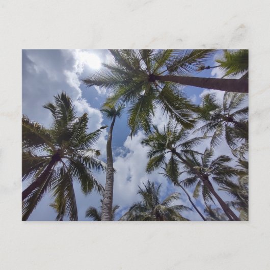 COCO PALMS #2 Carte postale (Devant)