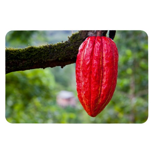 cocoa peul rood magneet (Horizontaal)