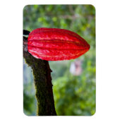 cocoa peul rood magneet (Verticaal)