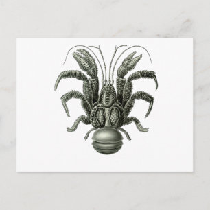 Coconut Crab Briefkaart