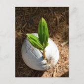 Coconut Palm Briefkaart (Voorkant)