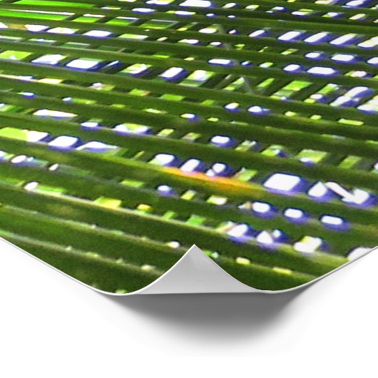 Coconut Palm Poster (Hoek)