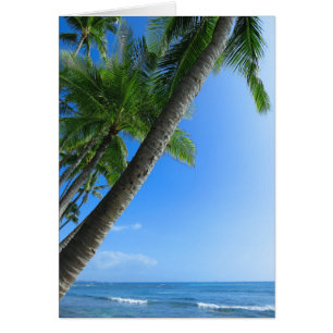 Coconut Palms