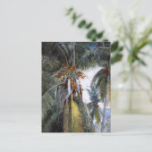 Coconut Palms, Key West, Florida, Briefkaart (Staand voorkant)