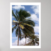 Coconut Palms Poster (Voorkant)