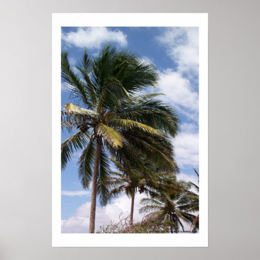 Coconut Palms Poster (Voorkant)