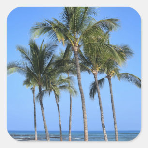 Coconut Trees Vierkante Sticker