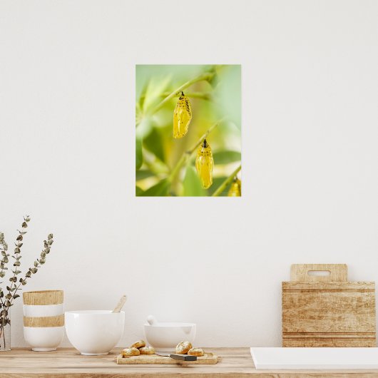 Cocoon of Paper Kite Butterfly, Okinawa Poster (Keuken)