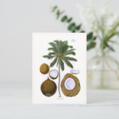 Cocos nucifera (kokospalm) briefkaart (Staand voorkant)