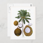 Cocos nucifera (kokospalm) briefkaart (Voorkant / Achterkant)
