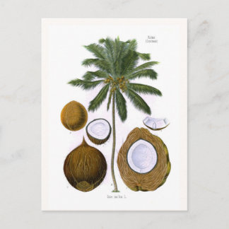 Cocos nucifera (kokospalm) briefkaart