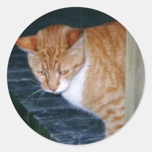 Cody de Kat Stickers