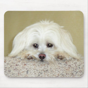 'CODY' Sweet LittleMaltese foto bovenop de trap Muismat