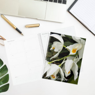 Coelogyne Mooreana Orchid Blooms Floral