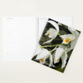 Coelogyne Mooreana Orchidée fleurit Floral (Devant avec enveloppe)