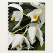 Coelogyne Mooreana Orchidée fleurit Floral (Devant)