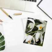 Coelogyne Mooreana Orchidée fleurit Floral