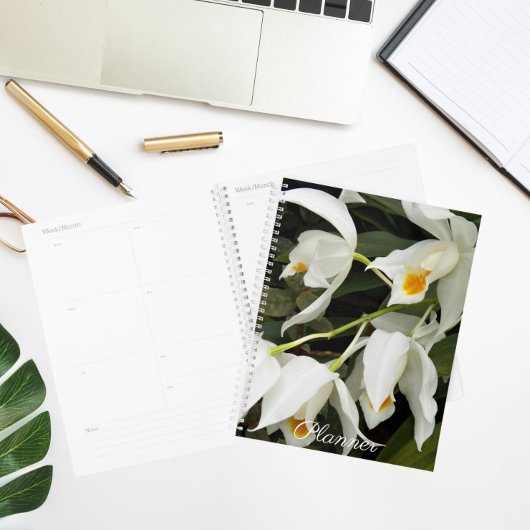 Coelogyne Mooreana Orchidée fleurit Floral