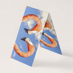 Coeur d'amour flamand des Caraïbes