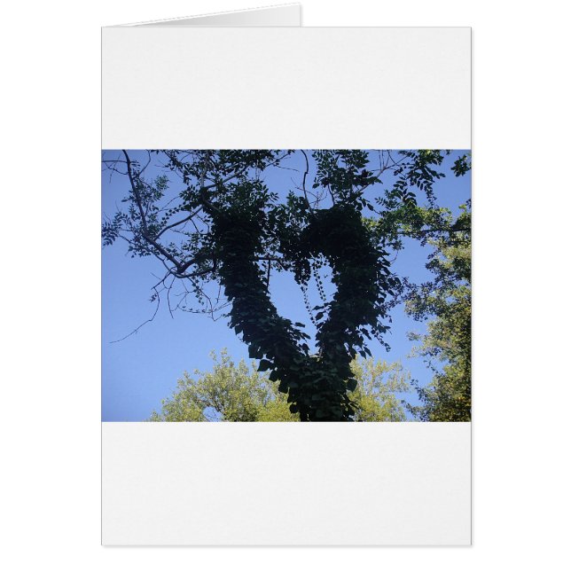 Coeur d'arbre (Devant)