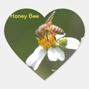 Cœur Miel Bee white Daisy flower Sticker Coeur