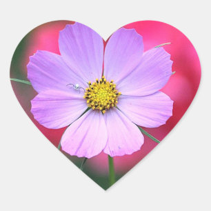 Cœur Sticker à fleurs Cosmos rose