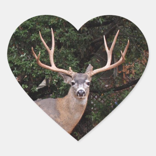 Cœur Sticker Coeur de Cerf (Devant)