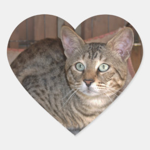Cœur Sticker Coeur de chat Savannah