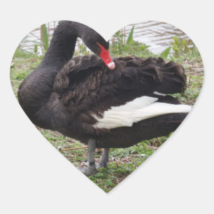 Cœur Sticker Coeur du cygne noir