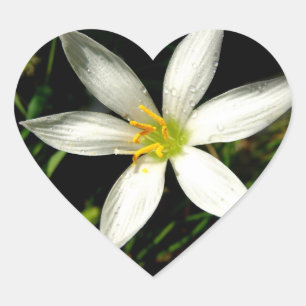 Cœur Sticker Coeur Fleur Beauté Blanche