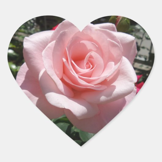 Cœur Sticker Coeur Rose (Devant)