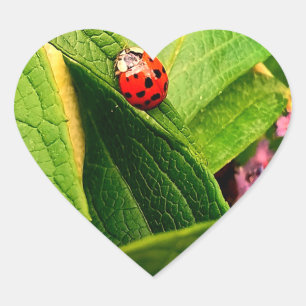 Cœur Sticker Ladybird