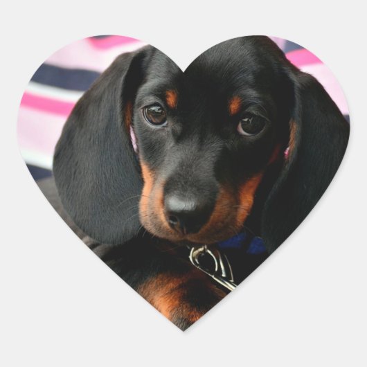 Cœur Sticker Visage Chien Chien Mignonne (Devant)