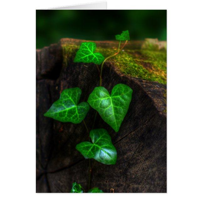 Coeurs d'Ivy (Devant)