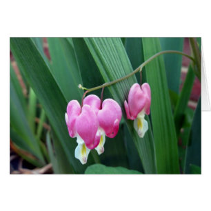 Coeurs saignants