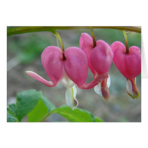 Coeurs saignants