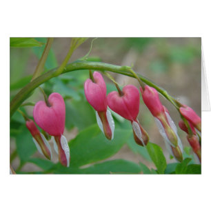 Coeurs saignants