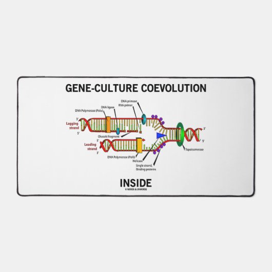 Coévolution de la culture génétique dans la réplic (Recto)