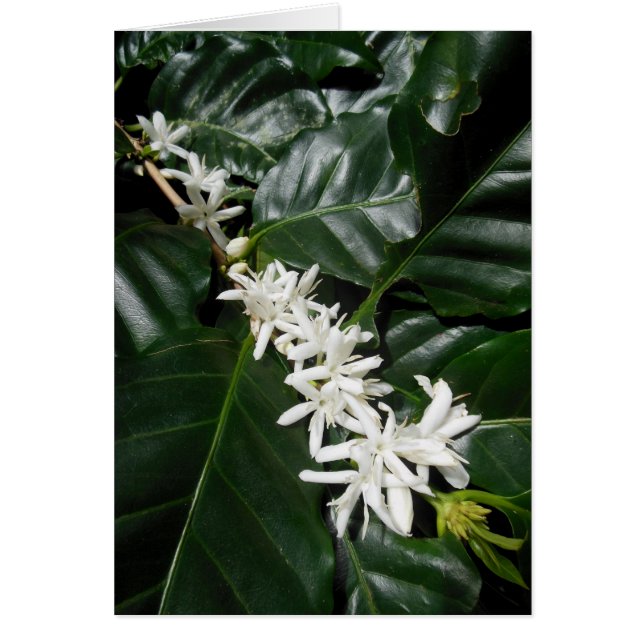 Coffee Blossom (Voorkant)