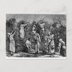 Coffee Harvest Briefkaart