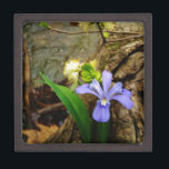 Coffret A Bijoux Fleur blanche pourpre bleu Iris<br><div class="desc">Iris nains plantés sur le sentier du lac Arrowhead Photo de Sandy Closs,  randonnée en mai. Magnifique,  colorée Blue violet Wild Iris poussant sur les bois près de ce lac bleu clair de Géorgie du nord. Fleurs,  floral,  fleur sauvage,  mariage,  sympathie,  anniversaire,  fête "la mère" lavande blanc</div>