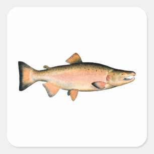 Coho - Silver Salmon (paaifase) Vierkante Sticker