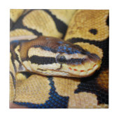 Coiled Ball Python Closeup Tegeltje (Voorkant)